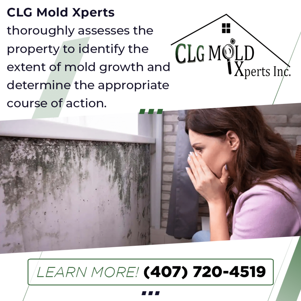 CLG Mold Xperts identifying the extent of mold growth