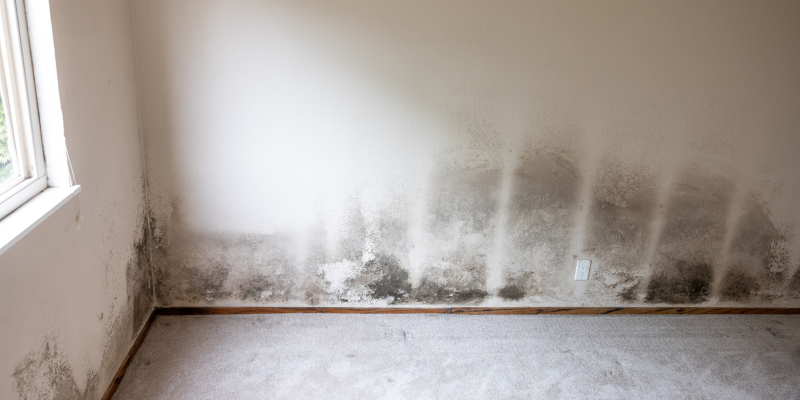 Mold Remediation in St. Cloud, Florida